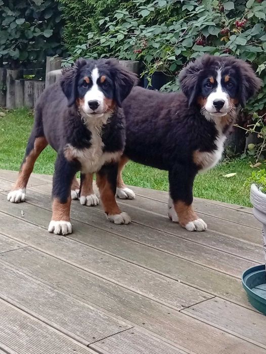 Szczenie Berneński pies pas do odbioru sunia