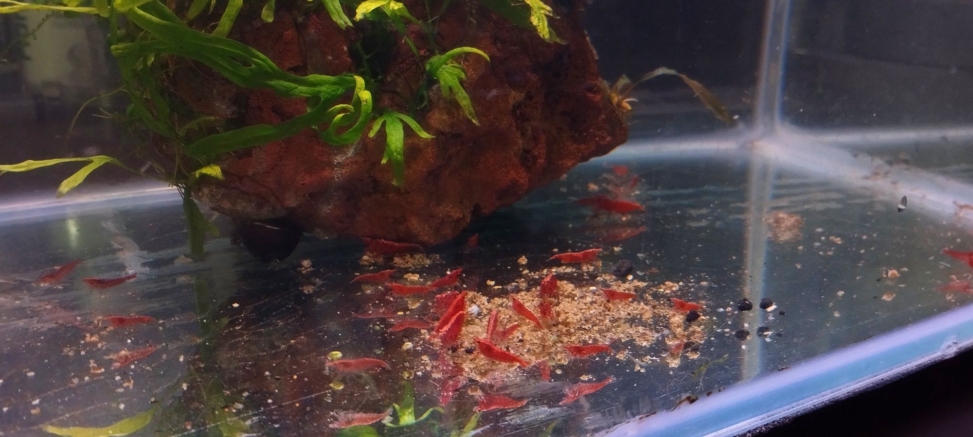 Camarões Red Fire
