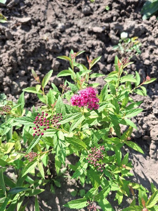 Продам садові декоративні рослини