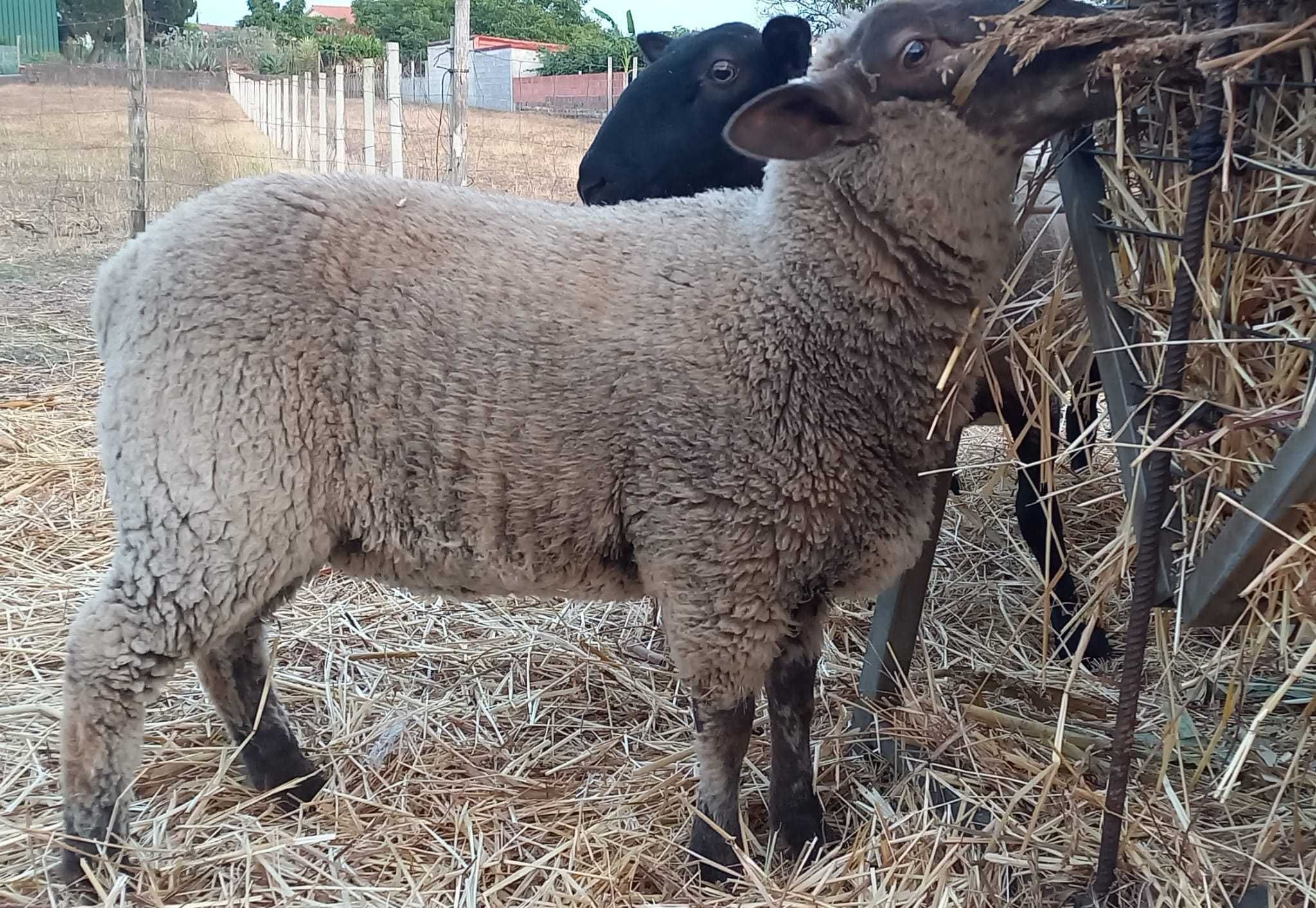 Borrega cruzada Suffolk - 4 meses