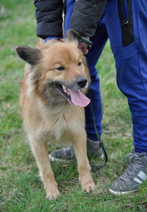 Buli pilnie potrzebuje domu