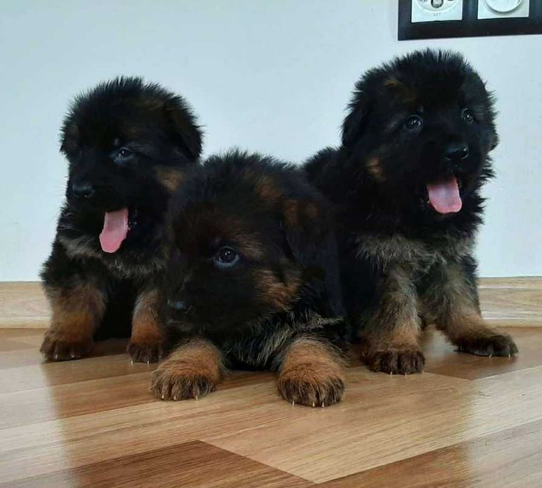 Szczeniak owczarek niemiecki