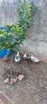 Vendo 2 patos Rouen machos