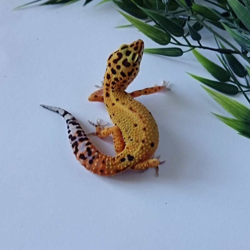 Gekon Lamparci Bold Stripe Tangerine nr ref. EM259