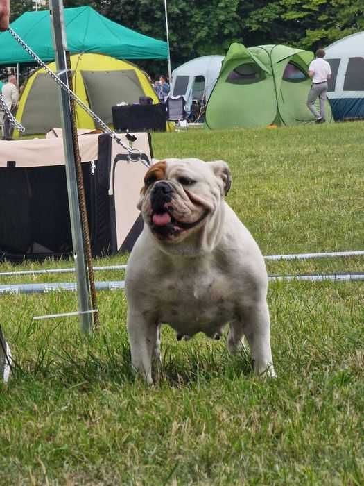 Buldog Angielski Sunia