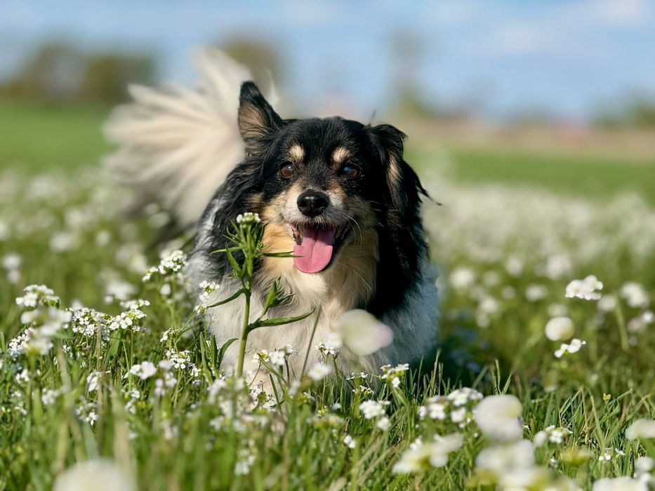 Malutki senior Benio czeka na dom