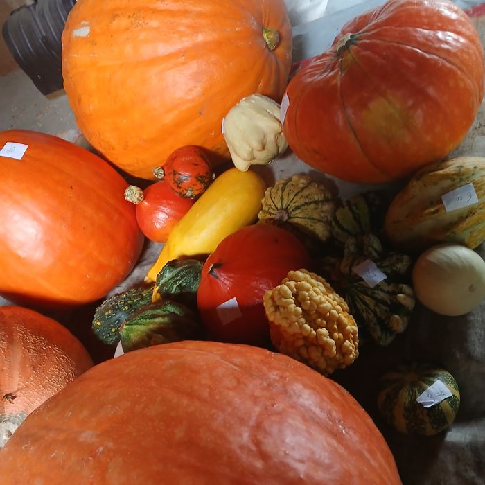 Dynia - różne odmiany