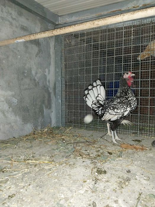 Casal garnizos sebright