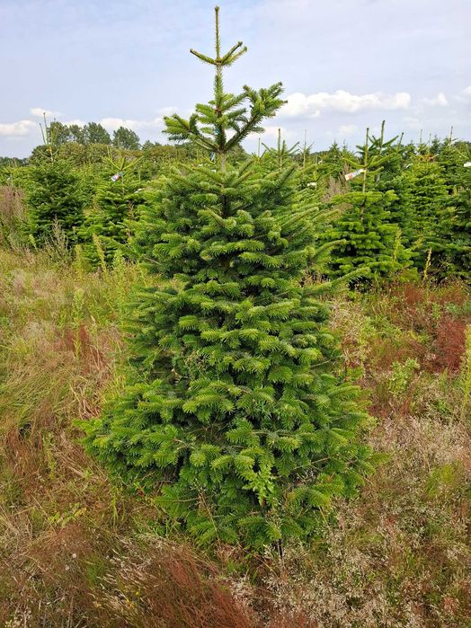 Jodła Kaukaska Cięta 175 - 250 cm/ w donicy 150 - 180 cm- TuChoinki.pl