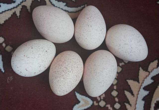 Яйця індичі інкубаційні домашні