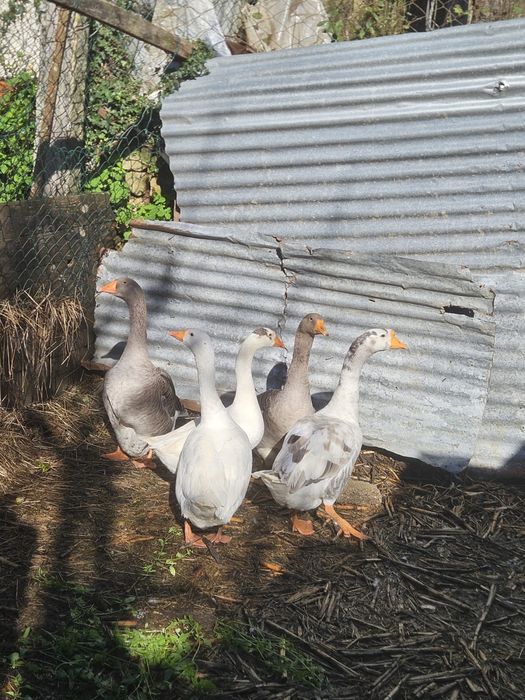 Vendo 1 macho e 4 femeas