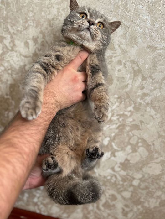 Віддам кішку британку у добрі руки