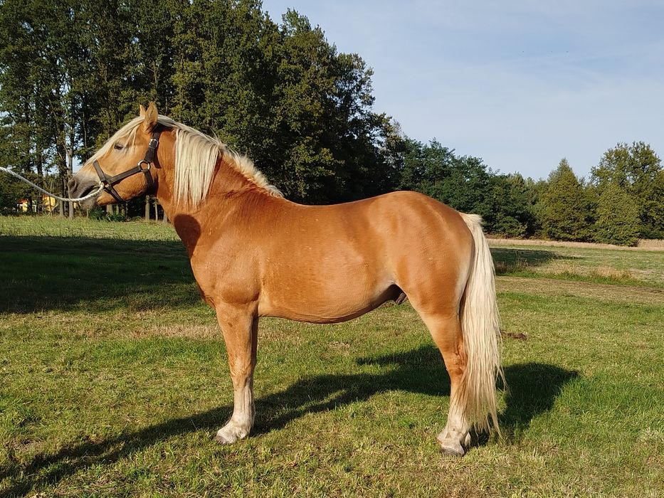 Ogier haflinger z licencją