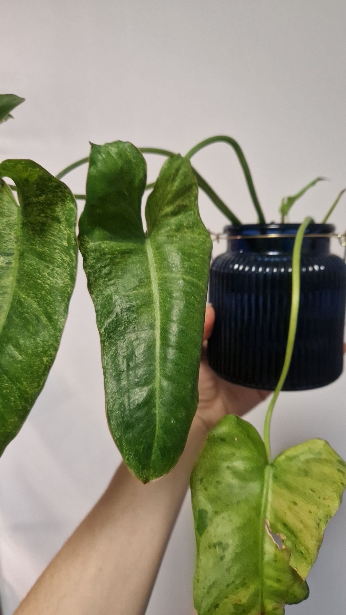 Philodendron Paraiso verde, Philodendron Pedatum i inne