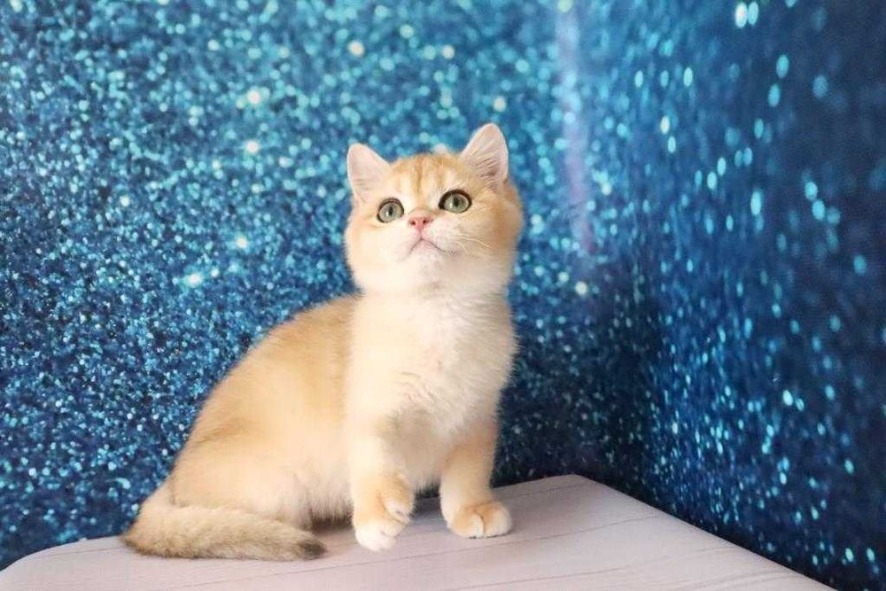 Плюшевый британский мальчишка-золотая шиншила