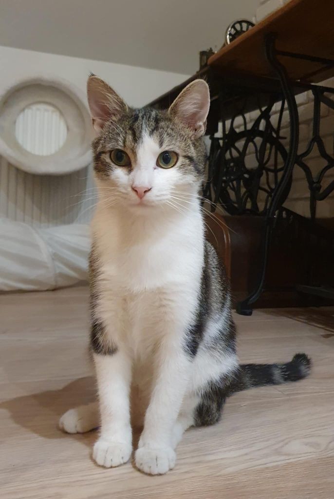 Grinch - słodziak.do adopcji