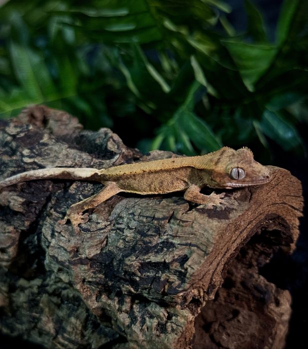 Gekon Orzesiony po samcu Lilly White