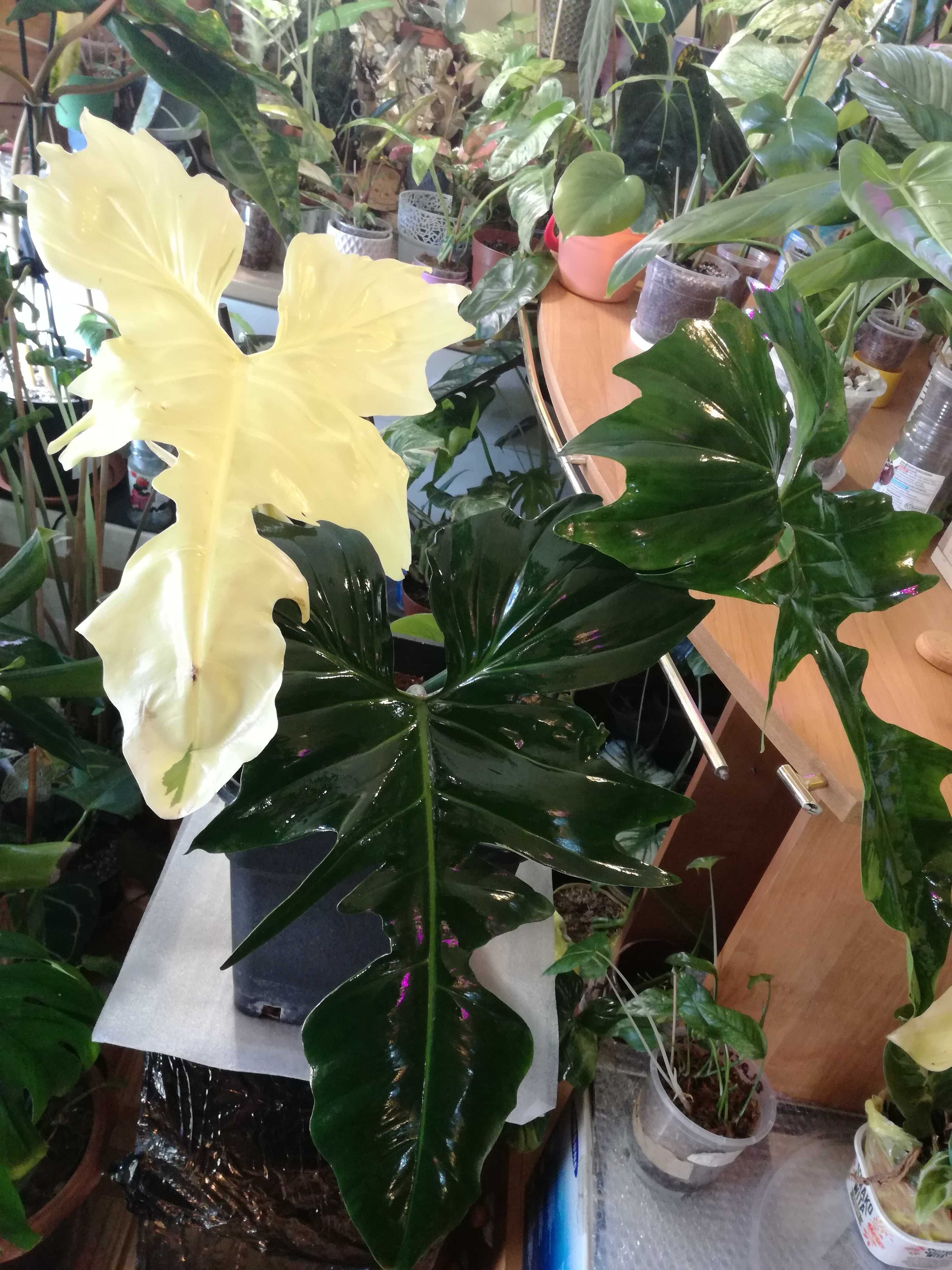 INTERNATIONAL Filodendron Golden Dragon Variegata philodendron monster