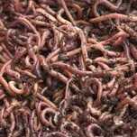 Minhocas vermelhas - vermicompostagem - minhocário