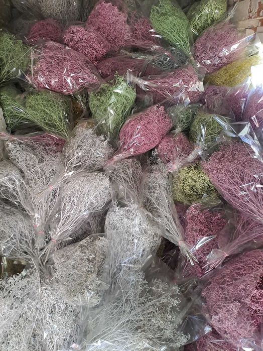 Limonium białe i kolorowe zatrwian szerokolistny
