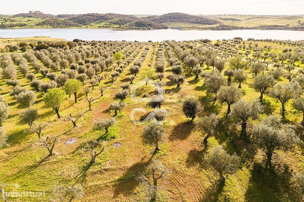 Olival de 5138 m2 | Rosário (Alandroal)