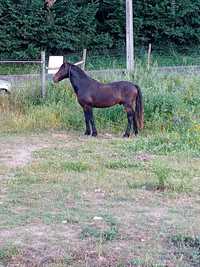 NAO ACEITO TROCAS !!!Charrete maratona ,cavalo ,arreios