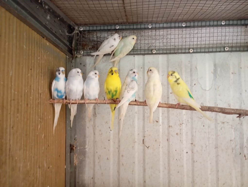 Várias aves disponíveis