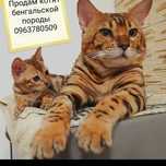 Кошенята бенгальской породи.
