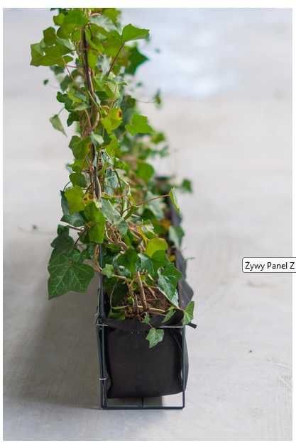 Żywy panel z bluszczu