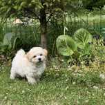 Bichon frise do odbioru