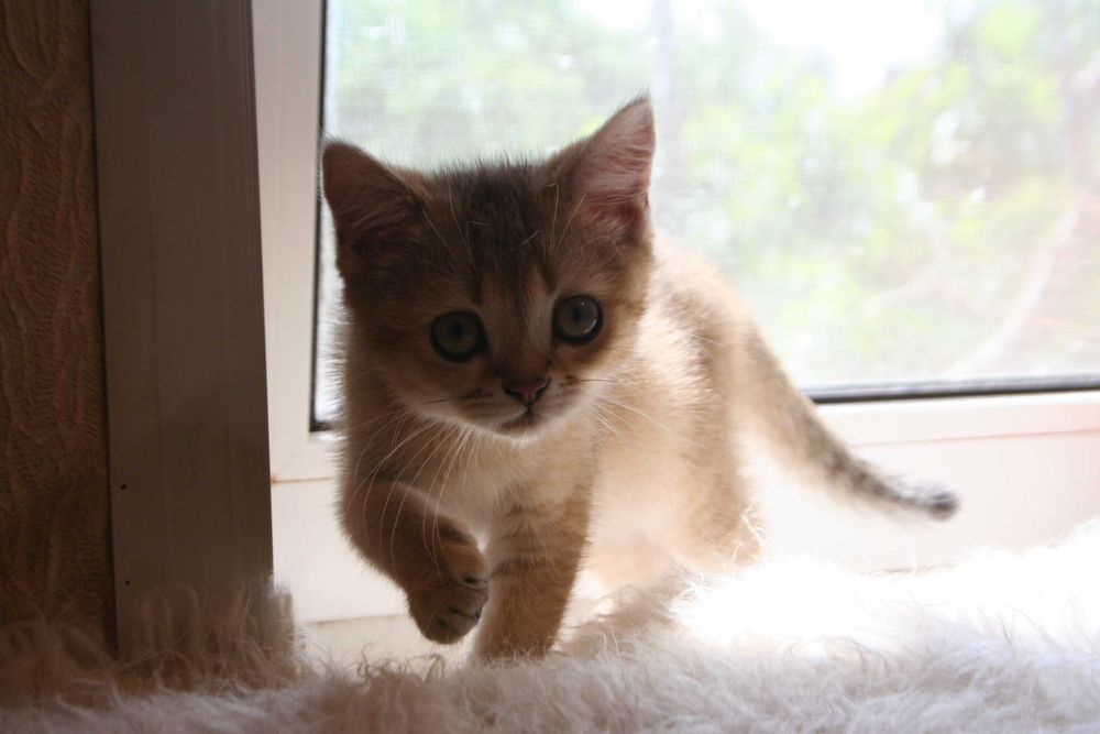 Киця-доця золото1 шиншилли