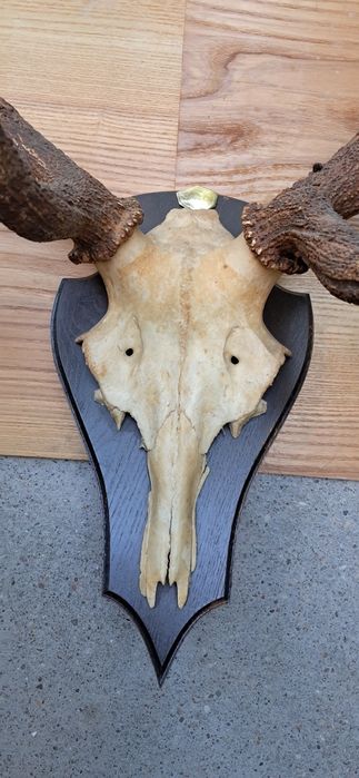 Poroże jelenia 12 odrostów