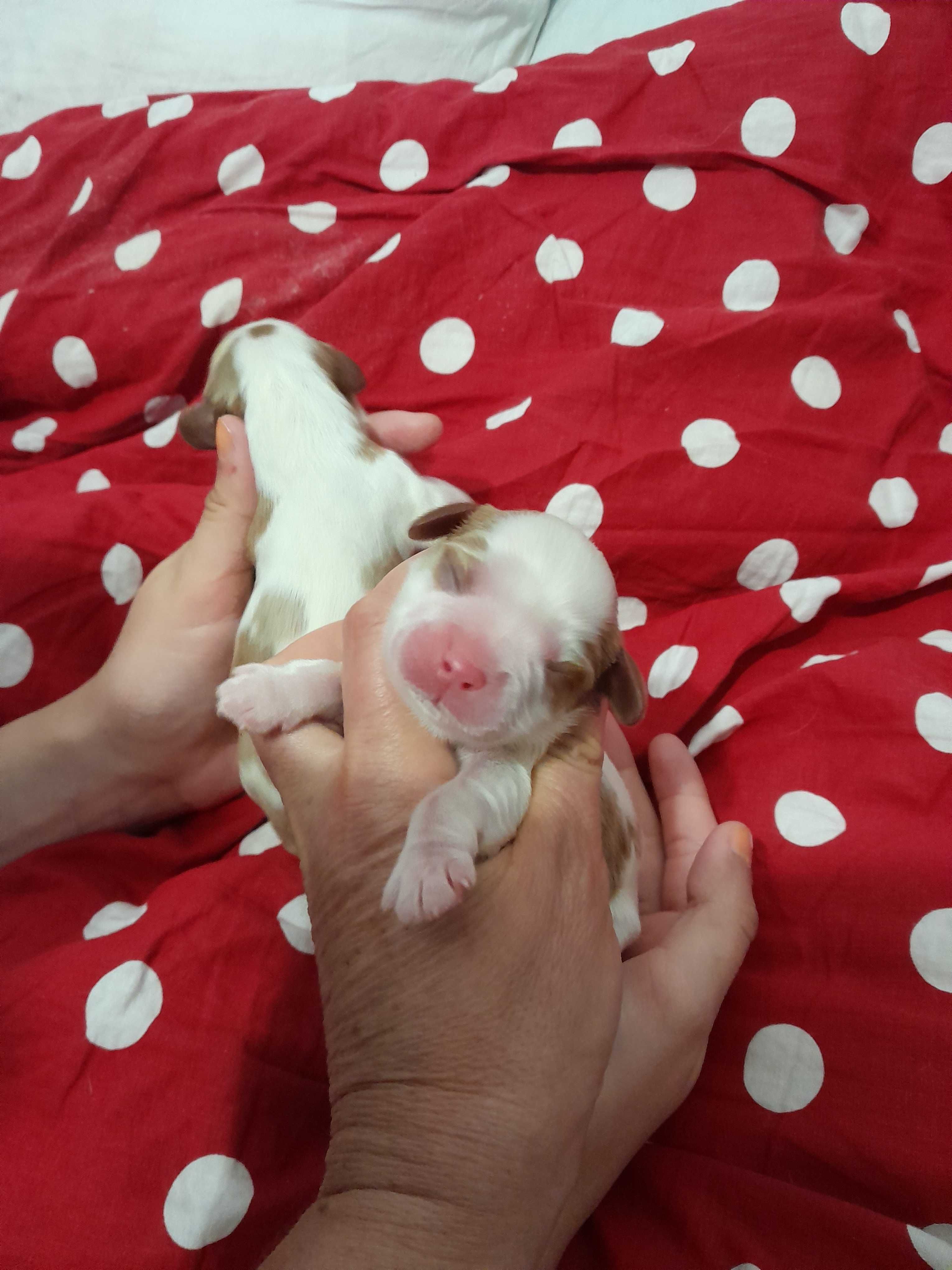 Cavalier King Charles Spaniel ZKwP FCI pies po przebadanych rodzicach