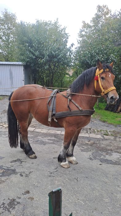 Klacz zimnokrwista źrebna