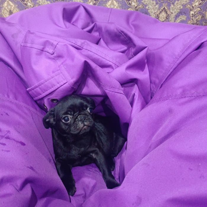 Красуня мопсика шукає люблячу родину