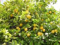 Limões biológicos Promoção para grandes quantidades