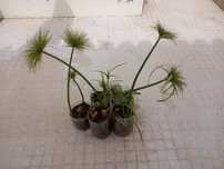 Plantas de papiro lagos e jardins exóticos