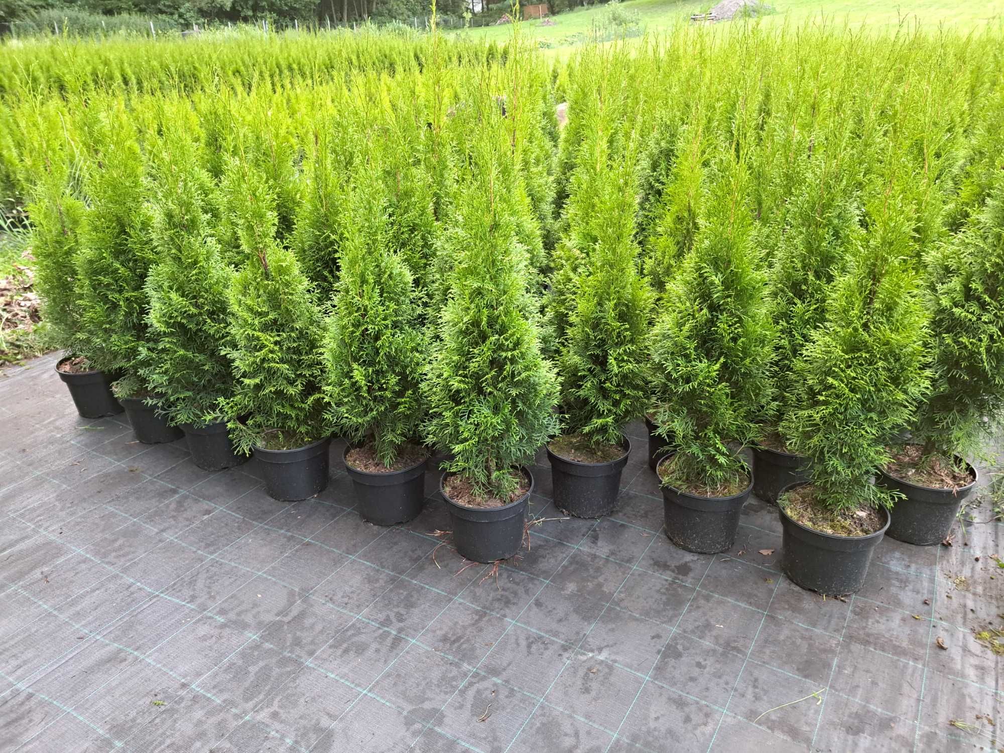 Tuja SZMARAGD 100-120cm w doniczce 5l - Biały Bór k/Grudzìądza