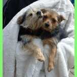 Dwa 3 kg , 1 rok, w typie yorka adopcja za darmo oddam