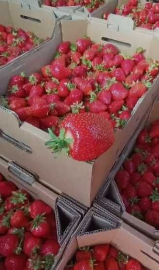 Продам клубнику сорта Клері Альба
