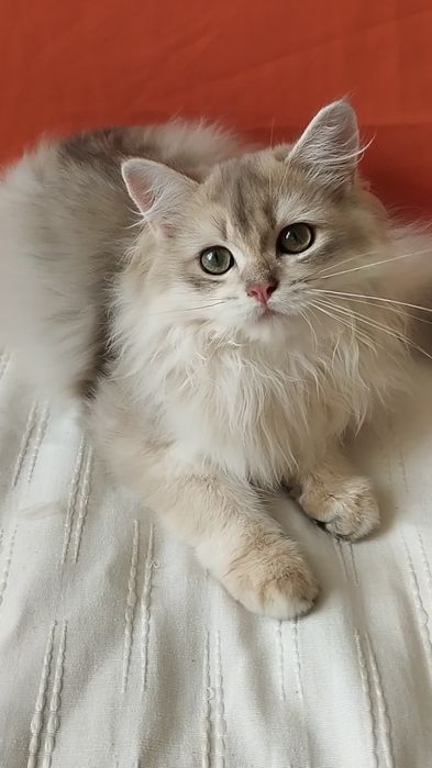 Замечательный шотландский котик