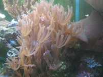 Anthelia anthelie koral koralowce