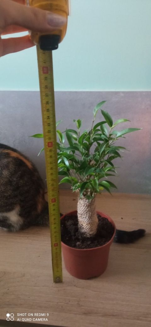 Fikus Benjamin Drzewko z Jutą Natasja Ficus