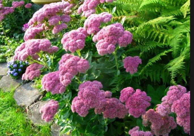 Цветок. Очиток. Седум. Многолетник