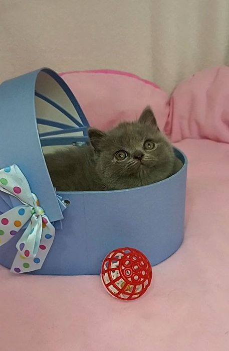 Котенок : Милая , голубая крошка .