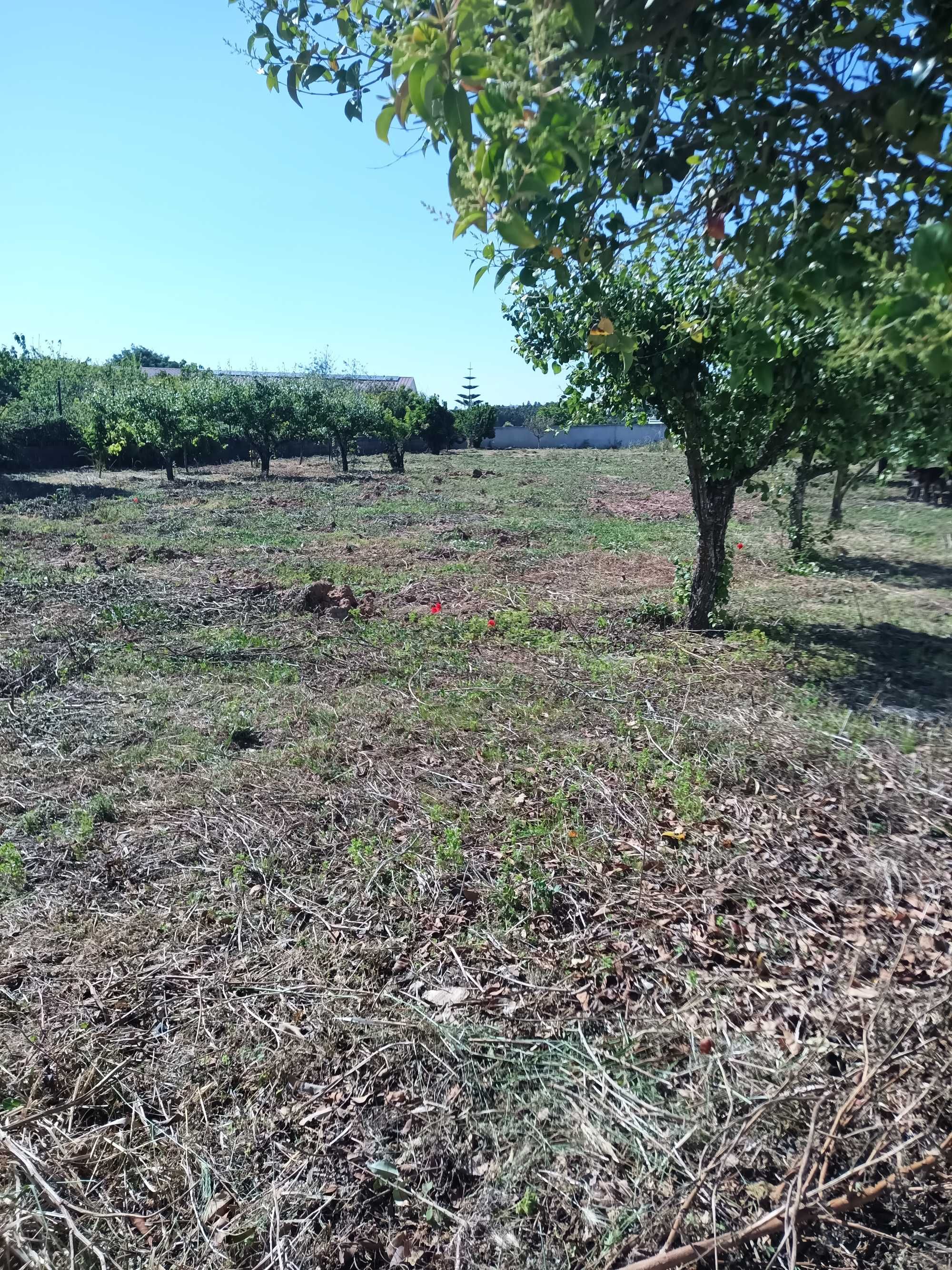 Limpeza de terrenos e manutenção de jardins.