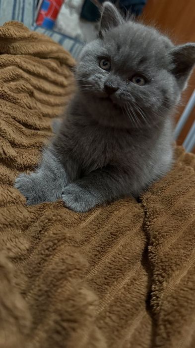 Шотландські кошенята