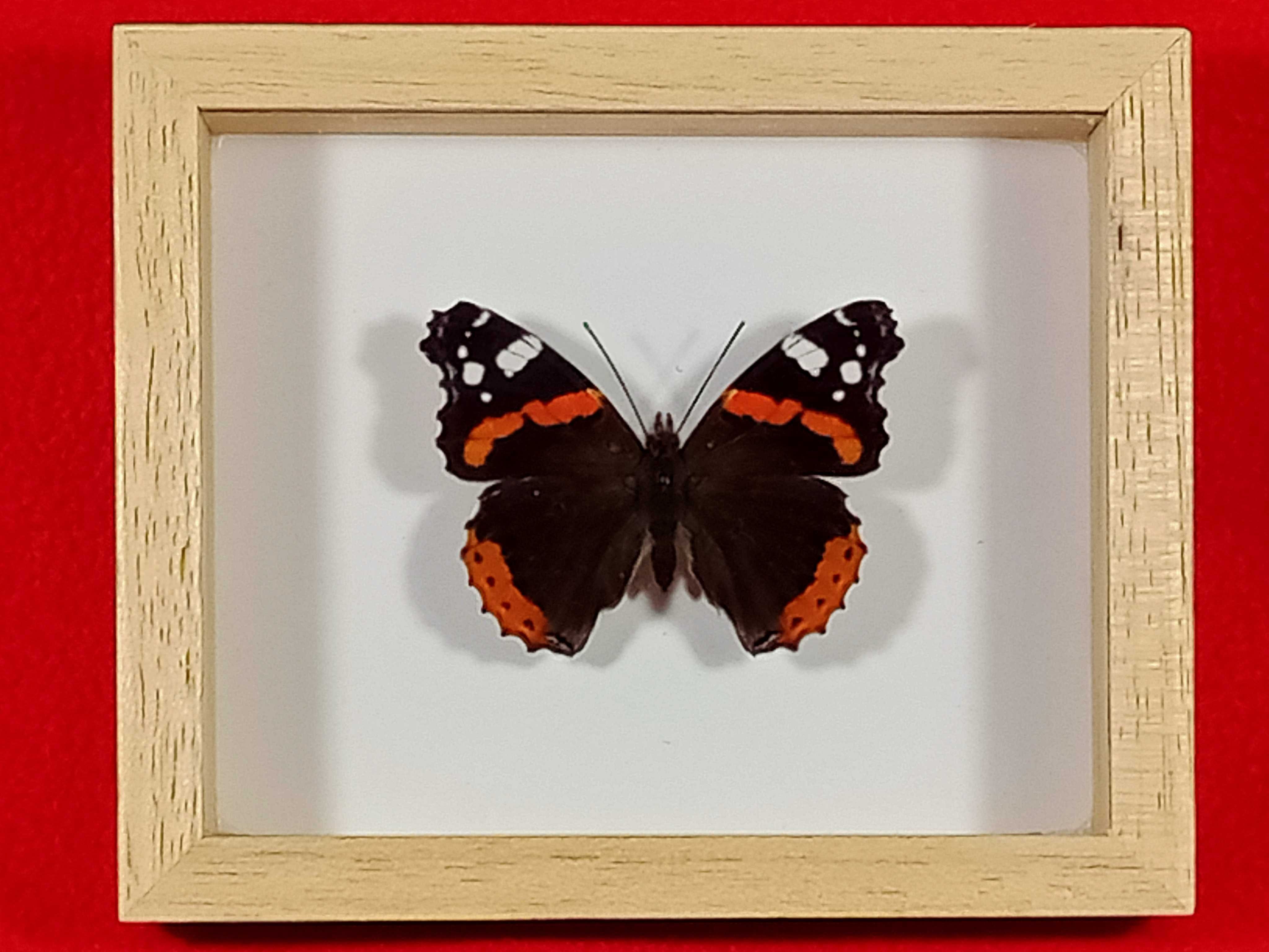Motyl w ramce 12x10 cm . Vanessa atalanta - Rusałka admirał .