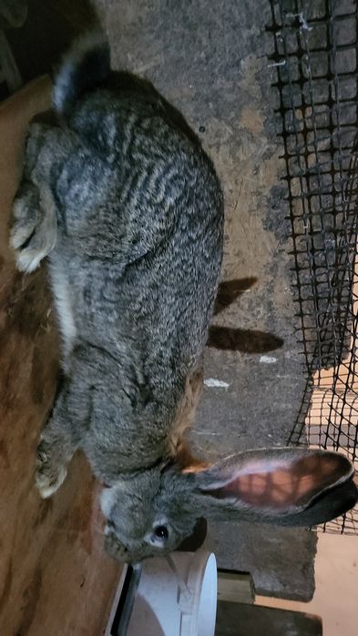 Sprzedam samice olbrzym belgijski