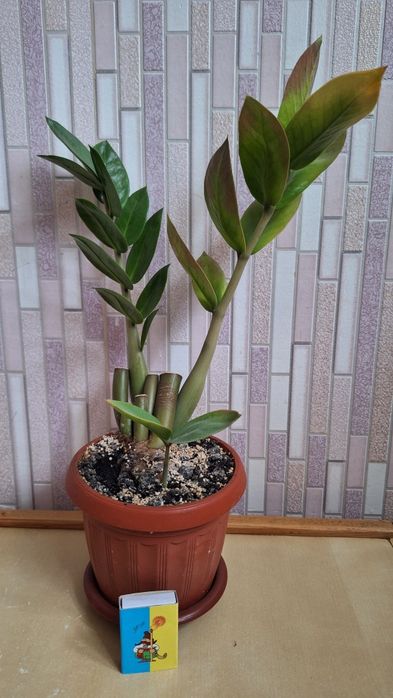 Заміокулькас поділка